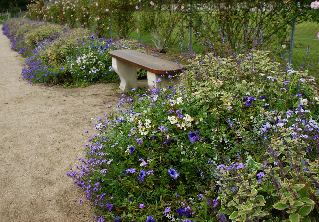 Plectranthus Coleoides